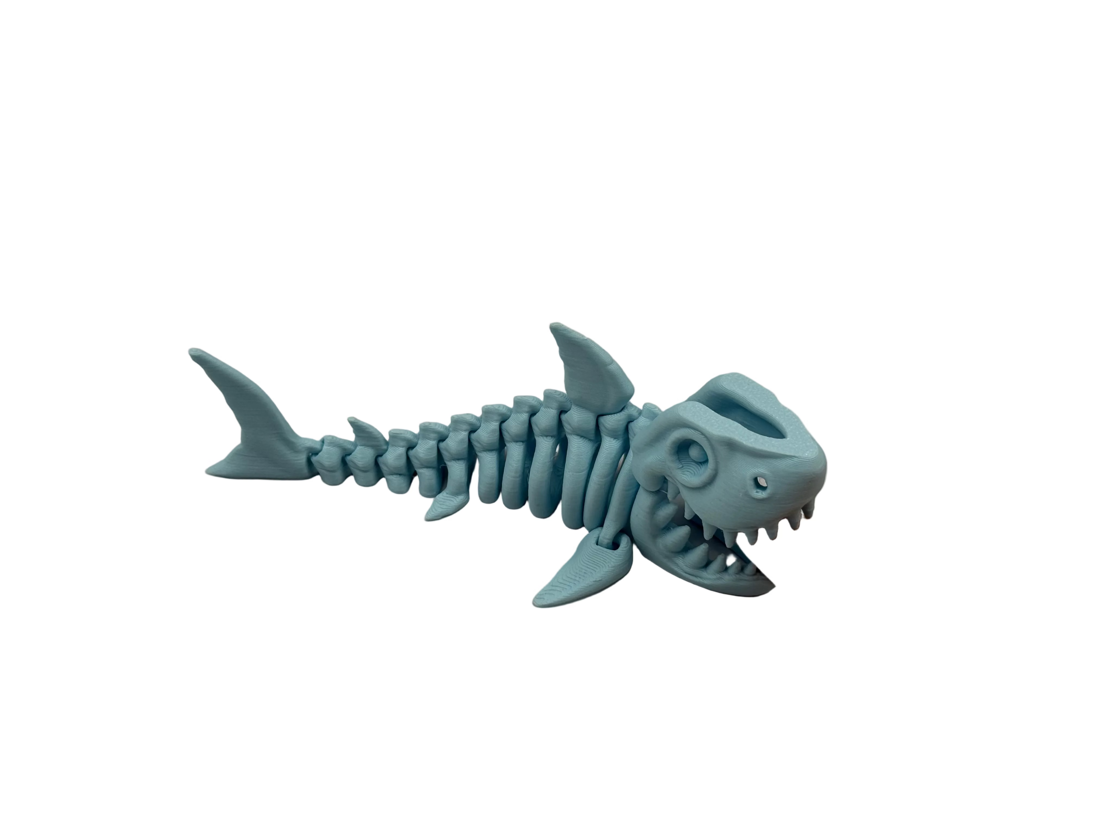 Articulated Skeleton Shark
